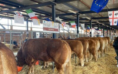 RASSEGNA RAZZE BOVINE DA CARNE – Ozieri 19/21 aprile 2024. Apertura delle adesioni