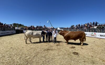 PRIMULA PER LA CHAROLAISE E RAFFAELO PER LA LIMOUSINE SONO I CAMPIONI REGIONALI OZIERI 2024